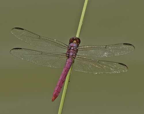 Male
2005_07_25_Terrell